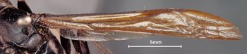 Media type: image;   Entomology 33149 Aspect: Wing front